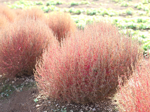 Kochia scoparia