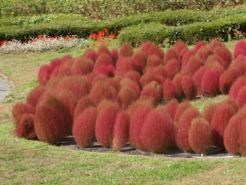 Kochia scoparia