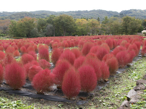 Kochia scoparia