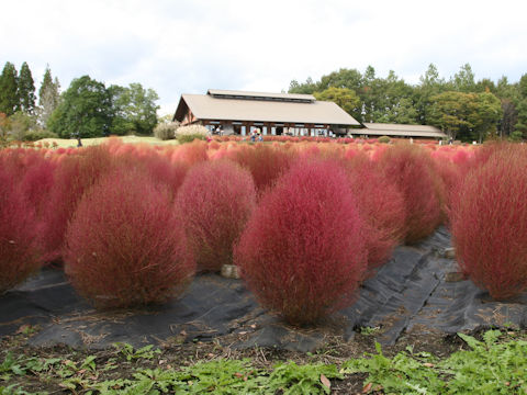Kochia scoparia