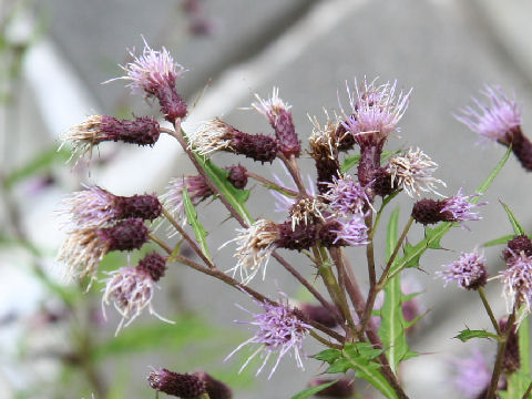 Cirsium gratiosum