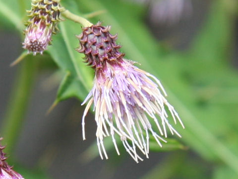 Cirsium gratiosum