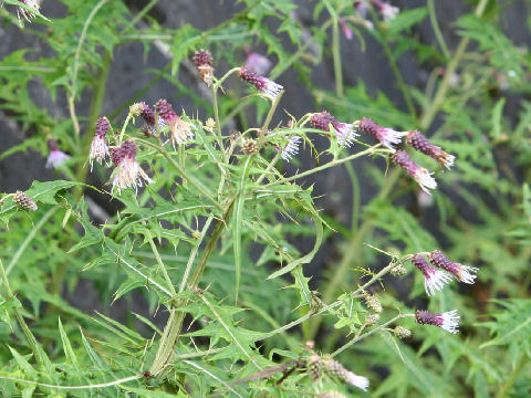 Cirsium gratiosum