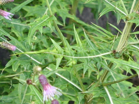 Cirsium gratiosum