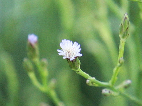 Aster subulatus