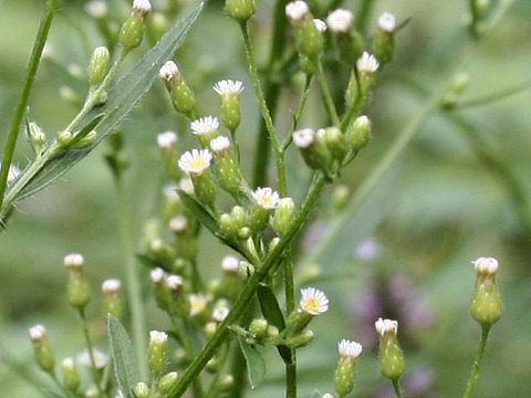 Aster subulatus