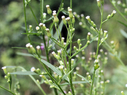 Aster subulatus