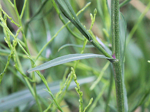 Aster subulatus