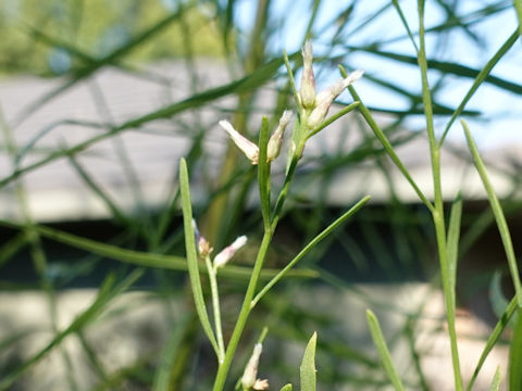 Aster subulatus