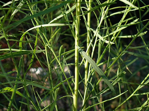 Aster subulatus