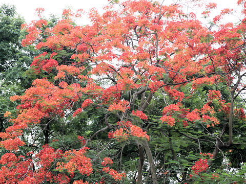 Delonix regia