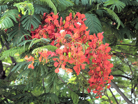 Delonix regia