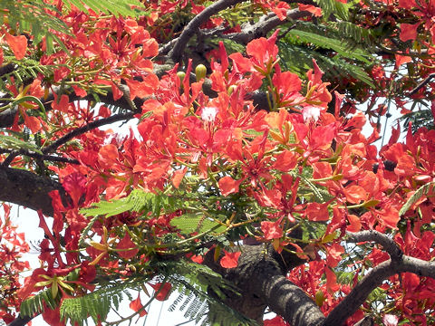 Delonix regia