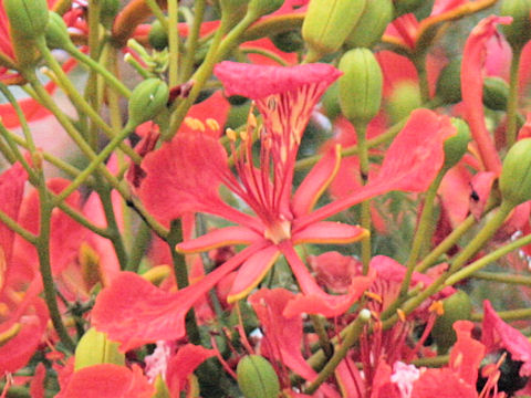 Delonix regia