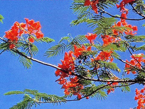 Delonix regia