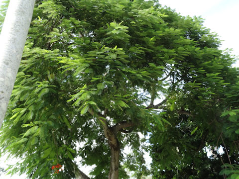 Delonix regia