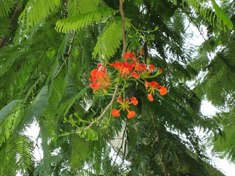 Delonix regia