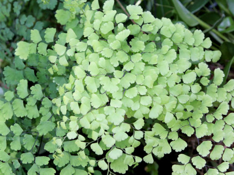 Adiantum capillus-veneris