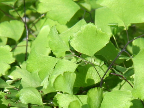 Adiantum capillus-veneris