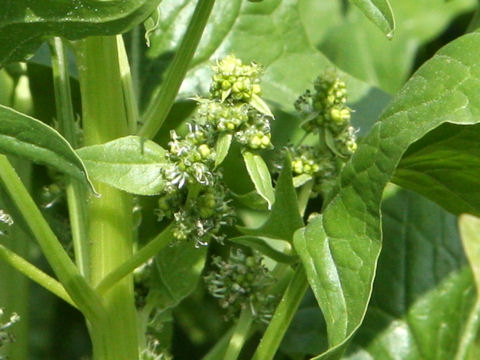 Spinacia oleracea