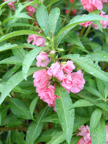 Impatiens balsamina