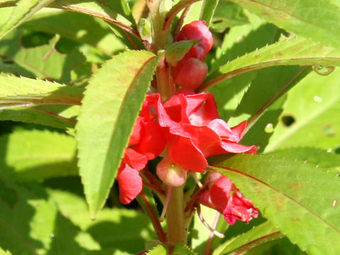 Impatiens balsamina