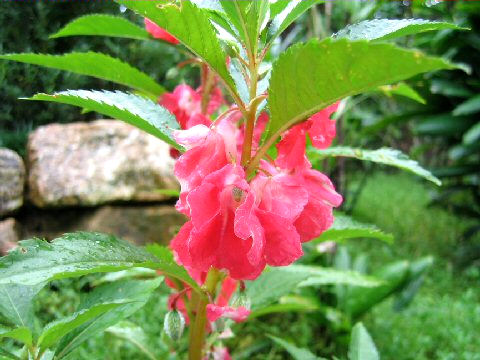 Impatiens balsamina