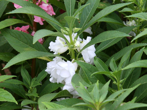 Impatiens balsamina