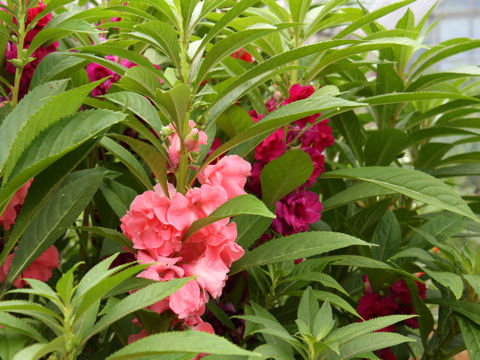 Impatiens balsamina