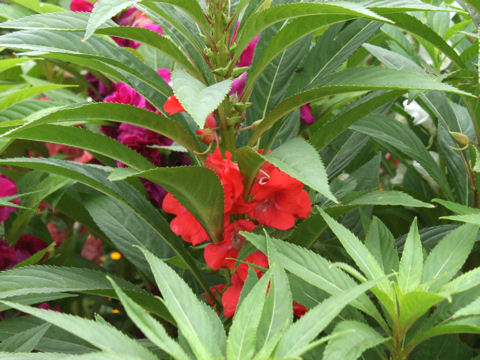 Impatiens balsamina