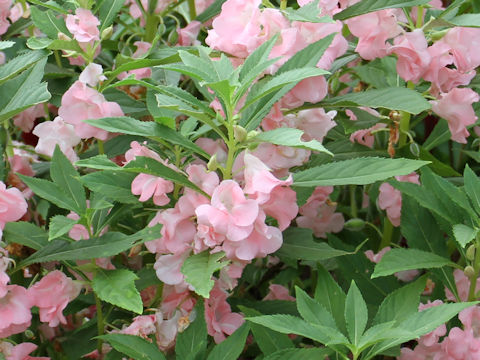 Impatiens balsamina