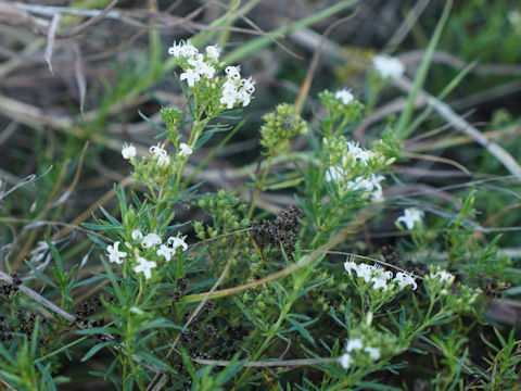 Houstonia wrightii