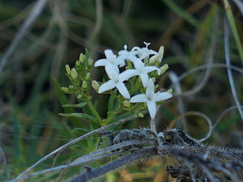 Houstonia wrightii