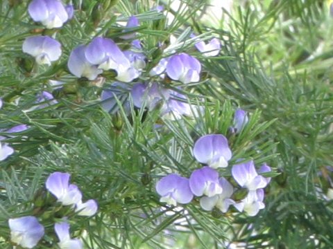 Hovea pungens