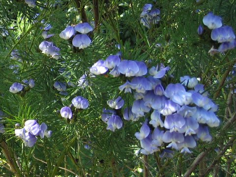 Hovea pungens