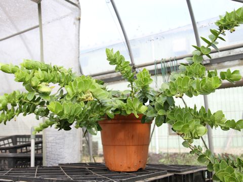 Hoya cumingiana