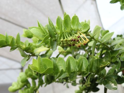 Hoya cumingiana