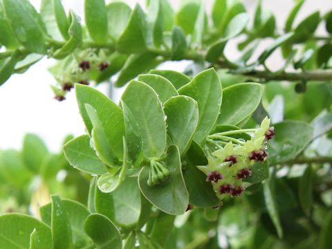 Hoya cumingiana