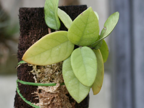 Hoya fungii