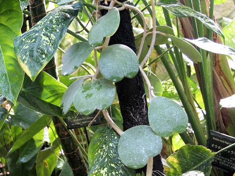 Hoya kerrii