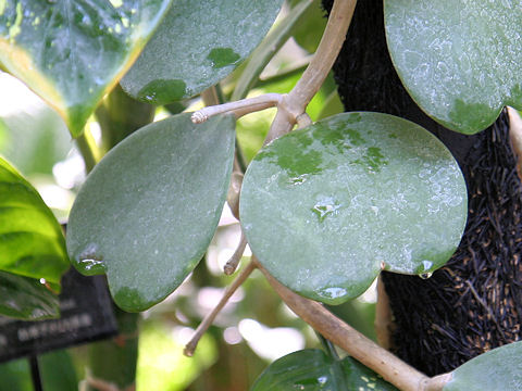 Hoya kerrii