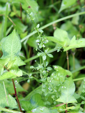 Galium trifidum var. brevipedunculatum