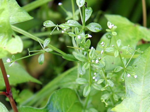 Galium trifidum var. brevipedunculatum