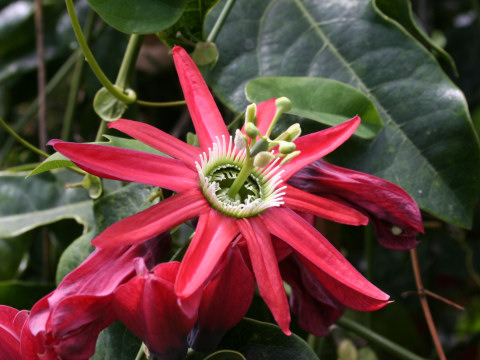 Passiflora racemosa