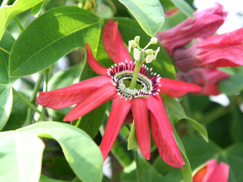 Passiflora racemosa