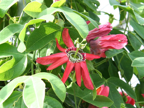 Passiflora racemosa