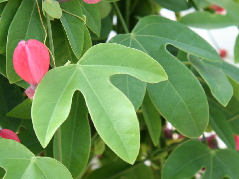 Passiflora racemosa