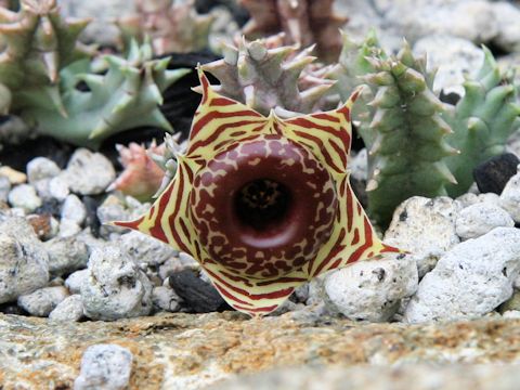 Huernia zebrina