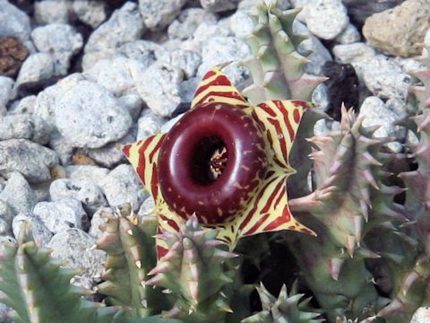 Huernia zebrina