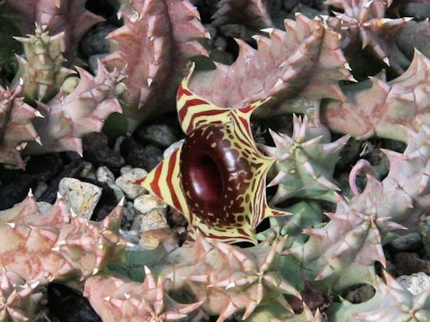 Huernia zebrina